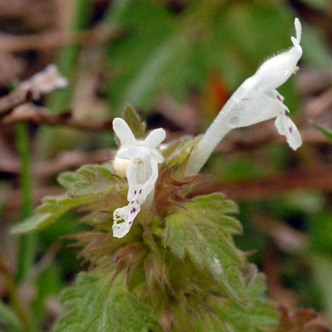 Lamium bifidum close