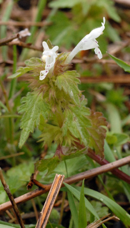 Lamium bifidum whole