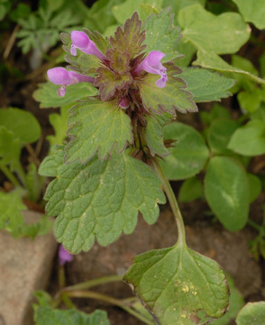 Lamium confertum