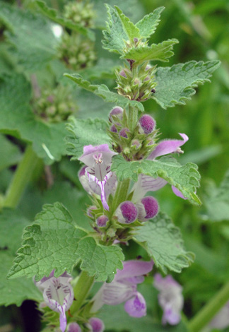 Lamium garganicum close