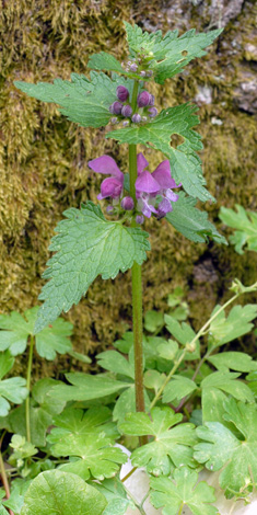 Lamium garganicum whole