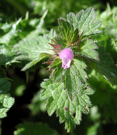 Lamium hybridum