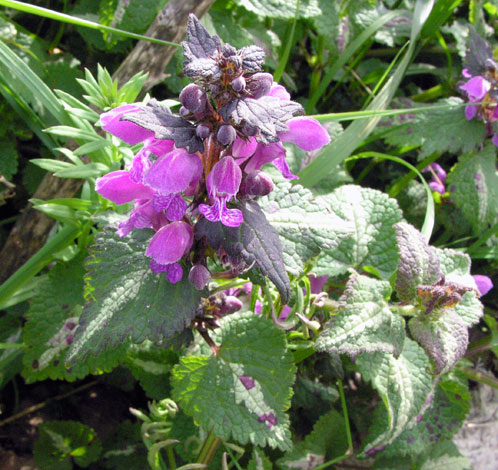 Lamium maculatum