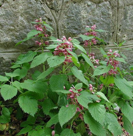 Lamium orvala