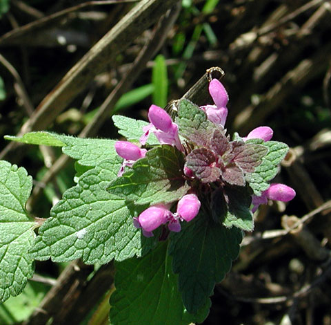 Lamium purpureum