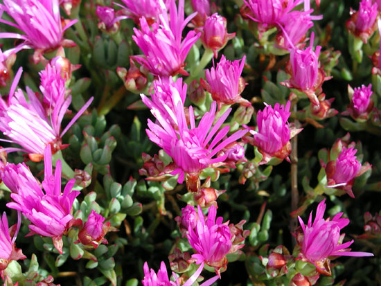 Lampranthus roseus