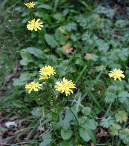 Lapsana communis ssp intermedia