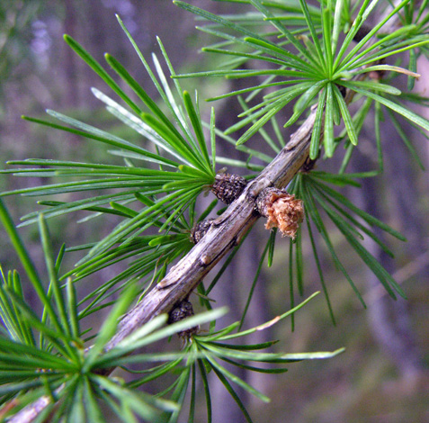 Larix decidua