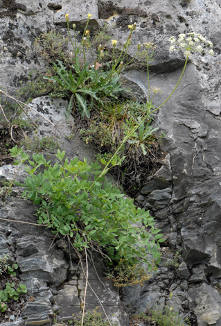 Laserpitium siler whole