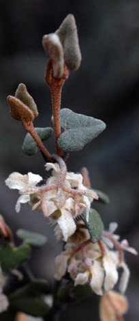 lasiopetalum microcardium close
