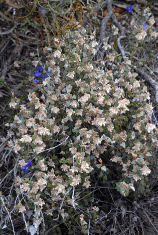 lasiopetalum microcardium whole