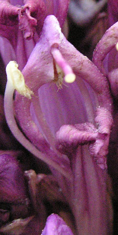 Lathraea clandestina flower