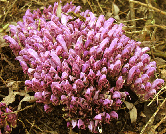 Lathraea clandestina whole