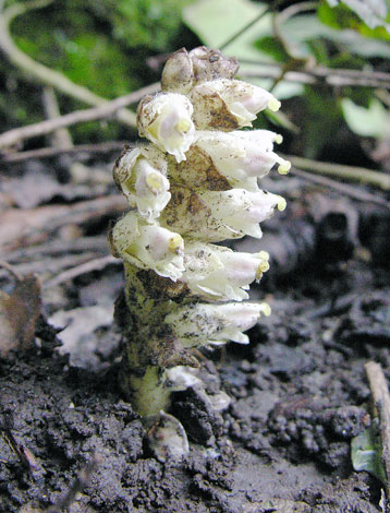 Lathraea squamaria Arnside