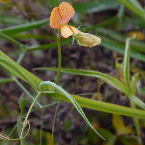 Lathyrus annuus whole