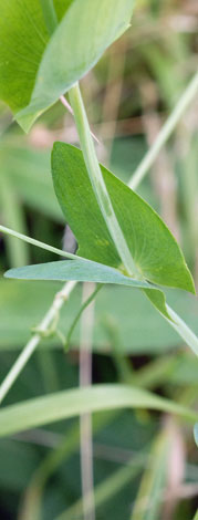 Lathyrus aphaca bracts