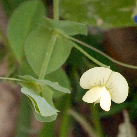 Lathyrus aphaca close