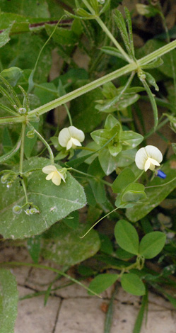 Lathyrus aphaca whole