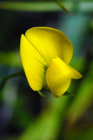 Lathyrus aphaca flower