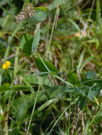 Lathyrus aphaca whole