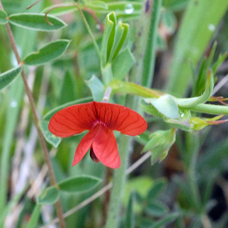 Lathyrus cicera close