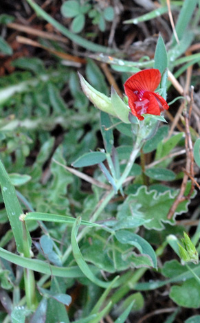 Lathyrus cicera whole