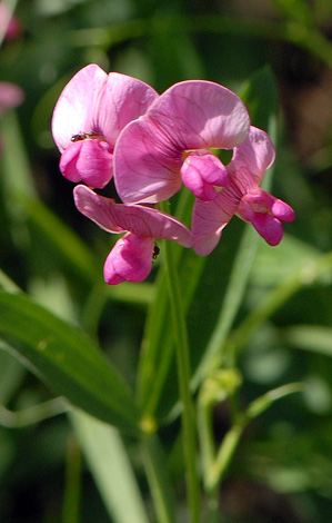 Lathyrus cirrhosus close