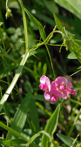Lathyrus cirrhosus whole