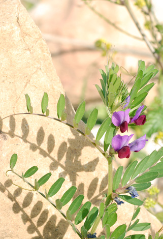 Lathyrus clymenum close