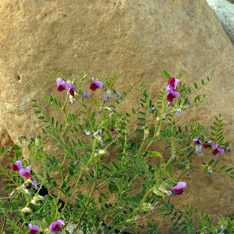 Lathyrus clymenum whole
