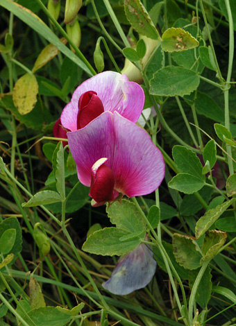 Lathyrus grandiflorus close