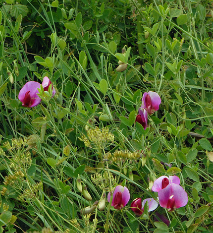 Lathyrus grandiflorus whole