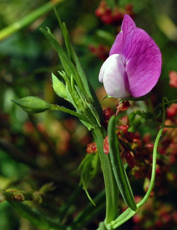 Lathyrus hirsutus flower