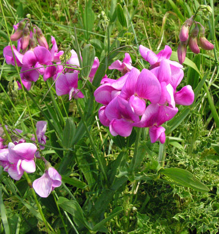 Lathyrus latifolius