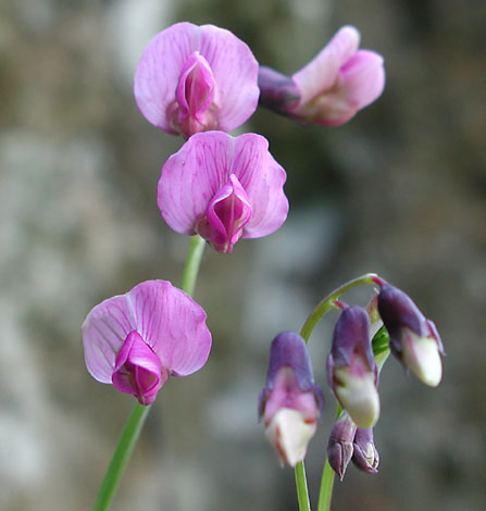 lathyrus linifolius