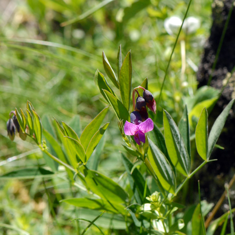 Lathyrus linifolius