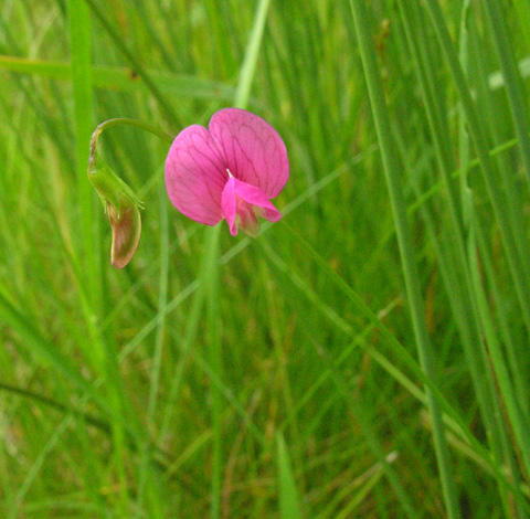 Lathyrus nissiola