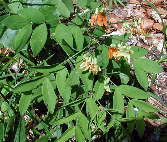 Lathyrus occidnetalis var montana