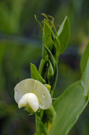Lathyrus ochrus close