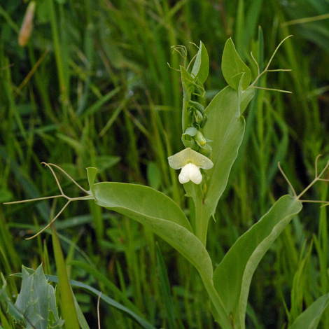 Lathyrus ochrus whole