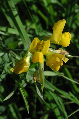 Lathyrus pratensis close