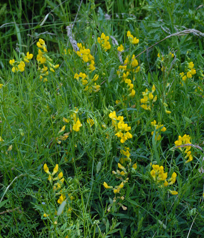 Lathyrus pratensis whole