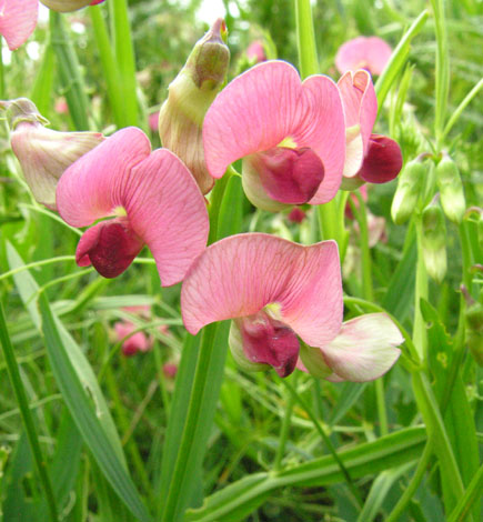 Lathyrus sylvestris