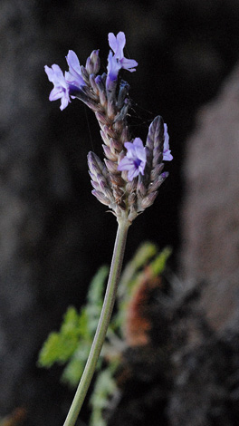 Lavandula buchii close