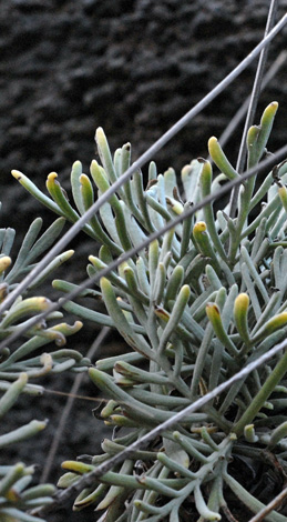 Lavandula buchii close