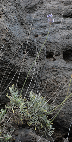 Lavandula buchii whole