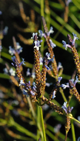Lavandula canariensis close