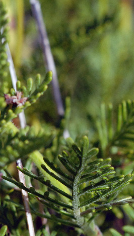 Lavandula canariensis leaves