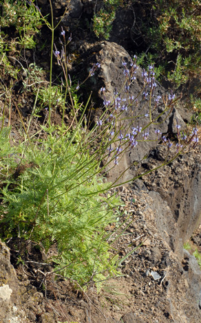 Lavandula canariensis whole