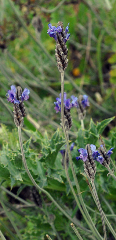 Lavandula multifida close